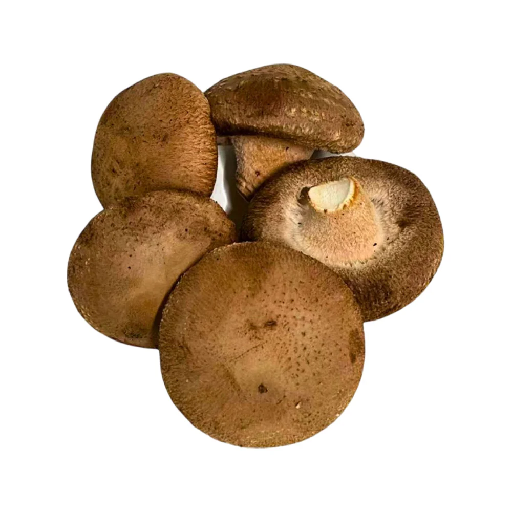 Mycoharvest Australian Grown Shiitake Mushrooms 100g - Image 2