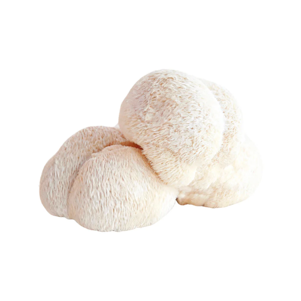 Mycoharvest Lion's Mane Mushroom 200g - Fresh Hericium erinaceus - Image 2