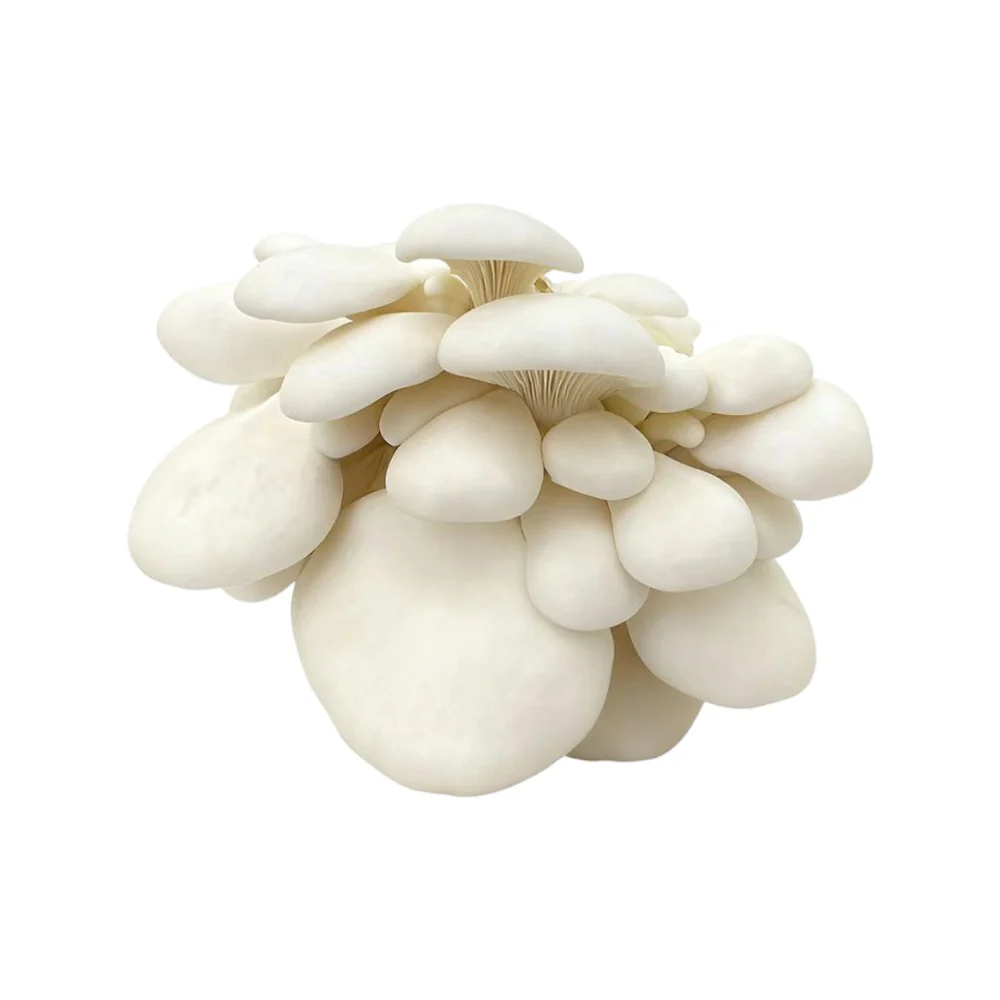 Mycoharvest White Oyster Mushrooms 200g - Image 2