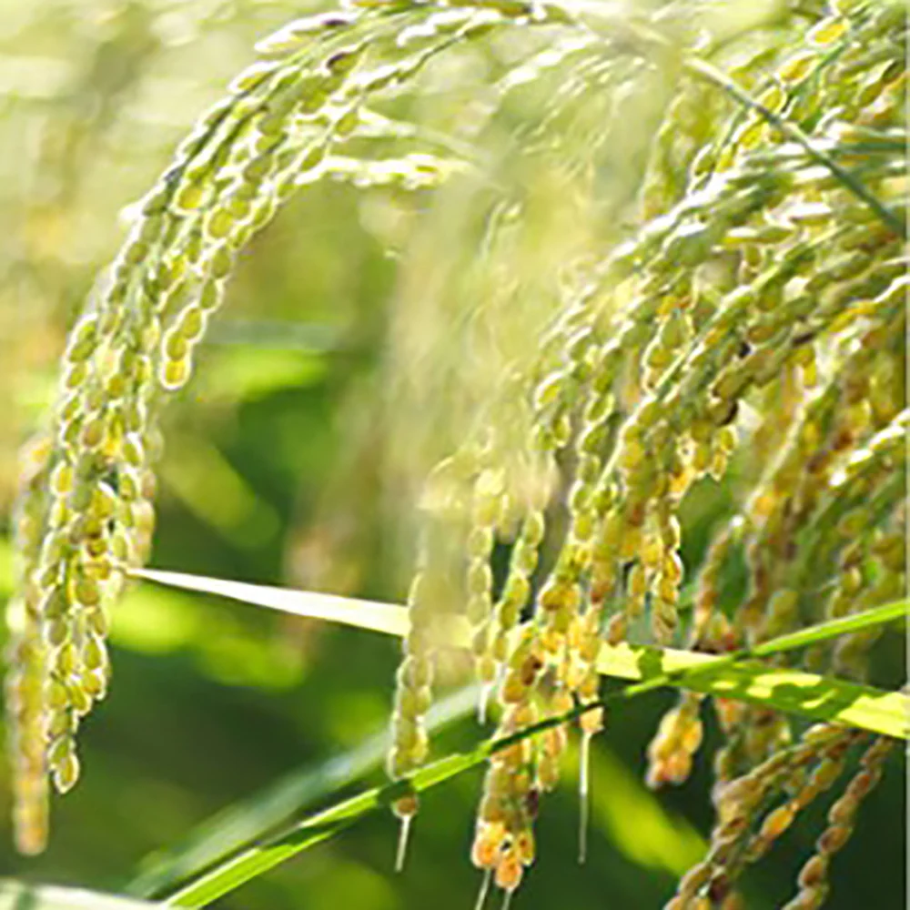 Niigata Koshihikari Rice - 5kg - Image 2