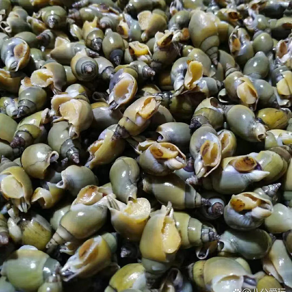 Oceans 888 Frozen Cooked Pila Snail - 1kg - Image 2