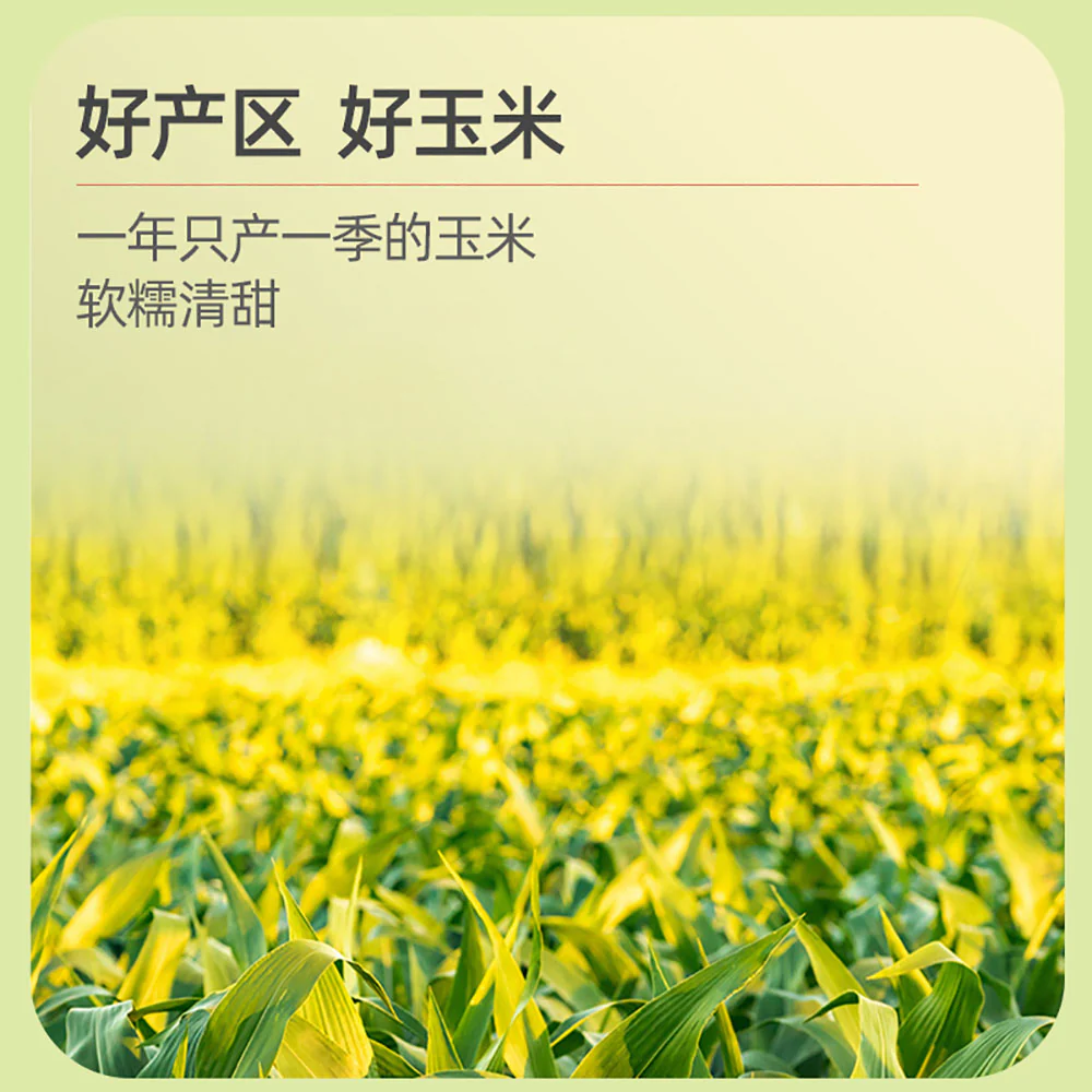 October Paddy Yellow Glutinous Corn - Single 220g - Image 5