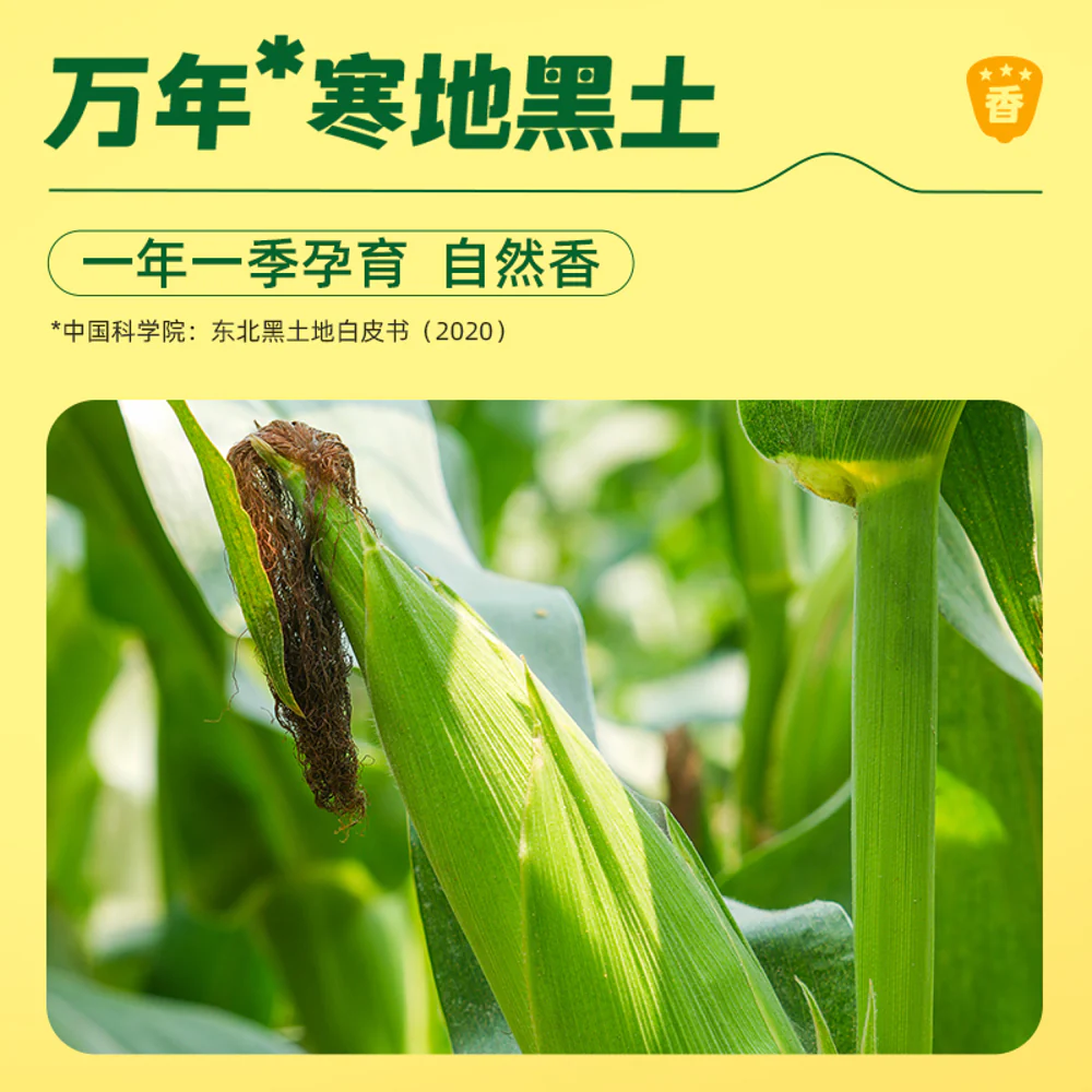October Rice Field Black Glutinous Corn 1.76kg - Ready-to-Eat Vacuum Packs - Image 2