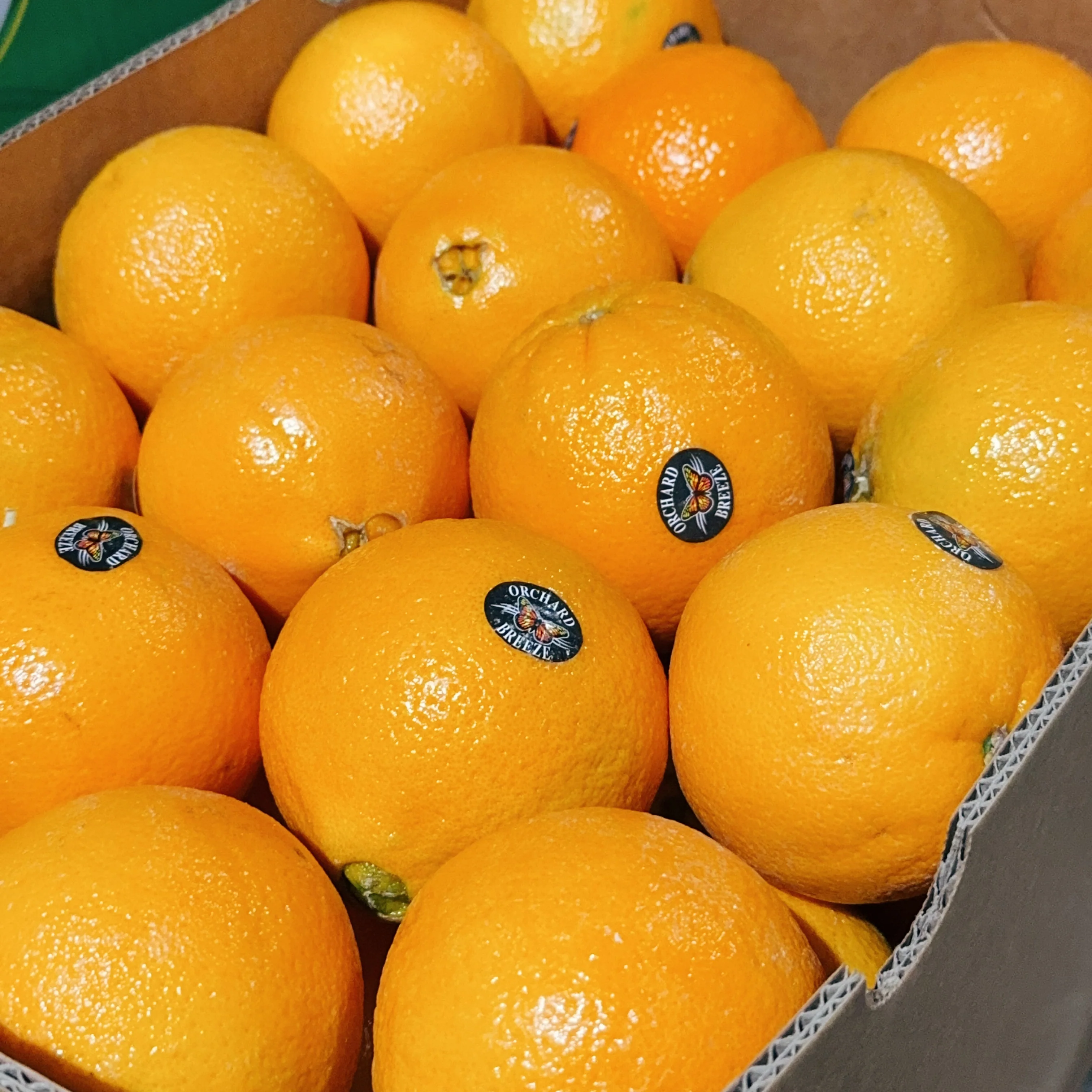 Orchard Breeze Local Sweet Oranges - 3 Pieces - Image 3