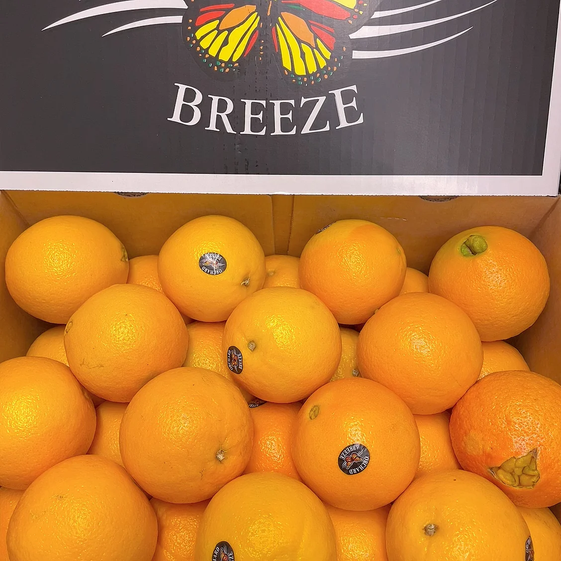 Orchard Breeze Local Sweet Oranges - 3 Pieces - Image 5
