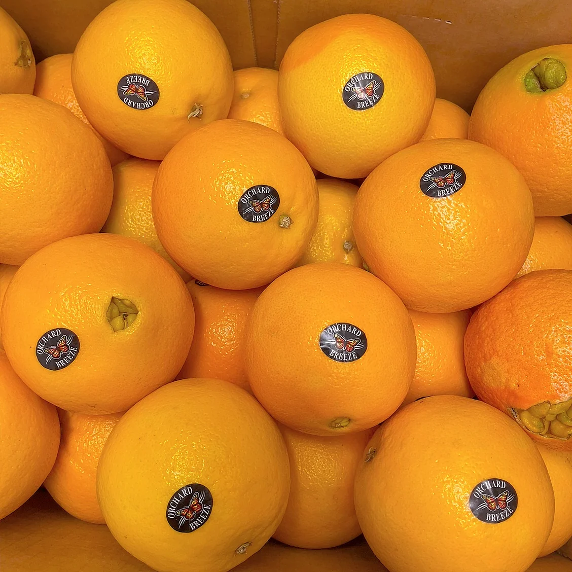 Orchard Breeze Local Sweet Oranges - 3 Pieces - Image 6