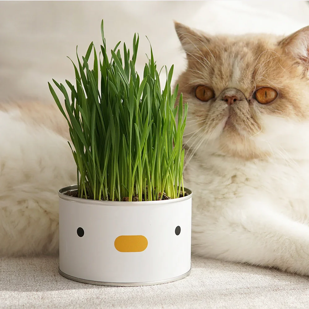 Purroom Cat Grass Can - Image 2