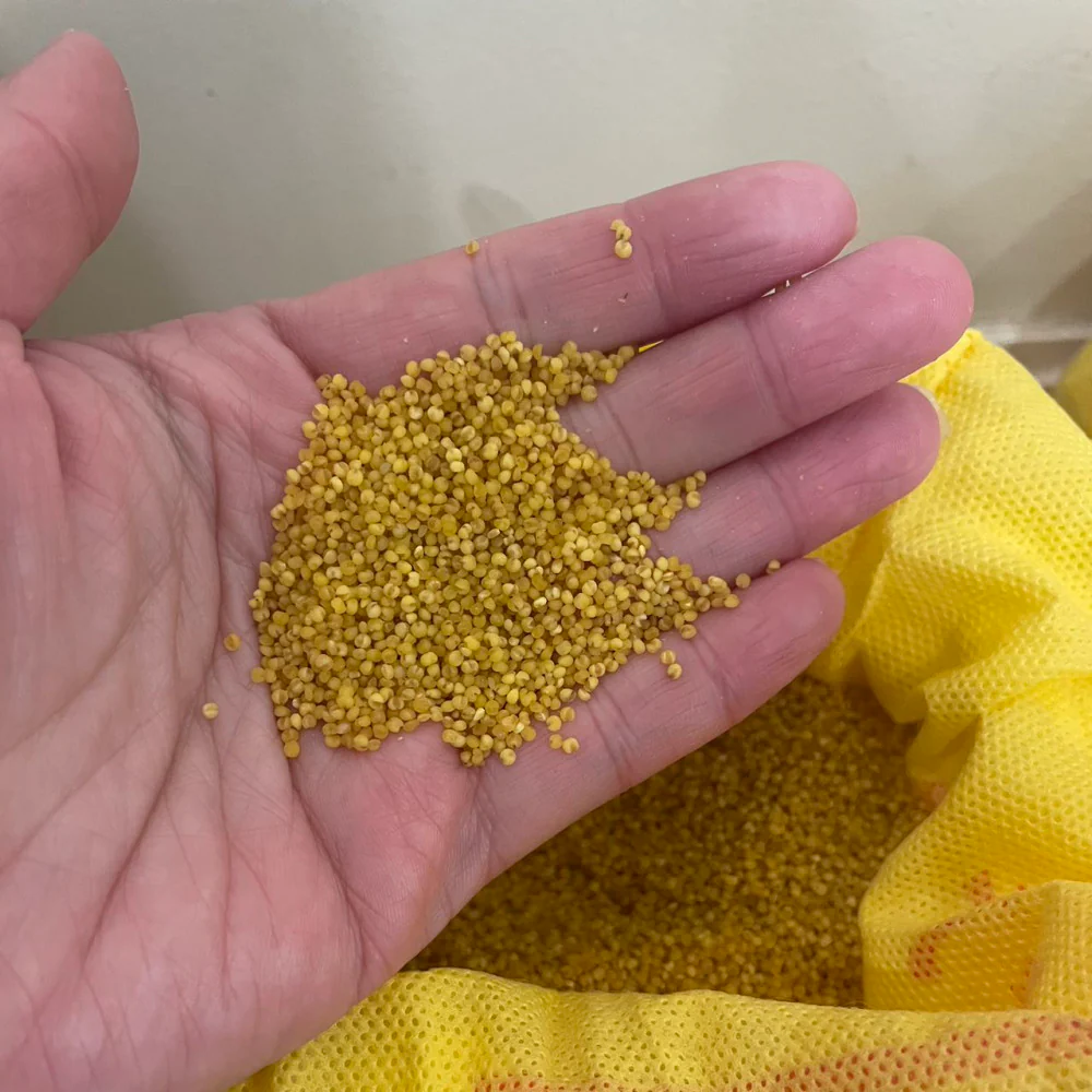 Qinzhou Huang Premium Yellow Foxtail Millet 2.5kg - Image 2