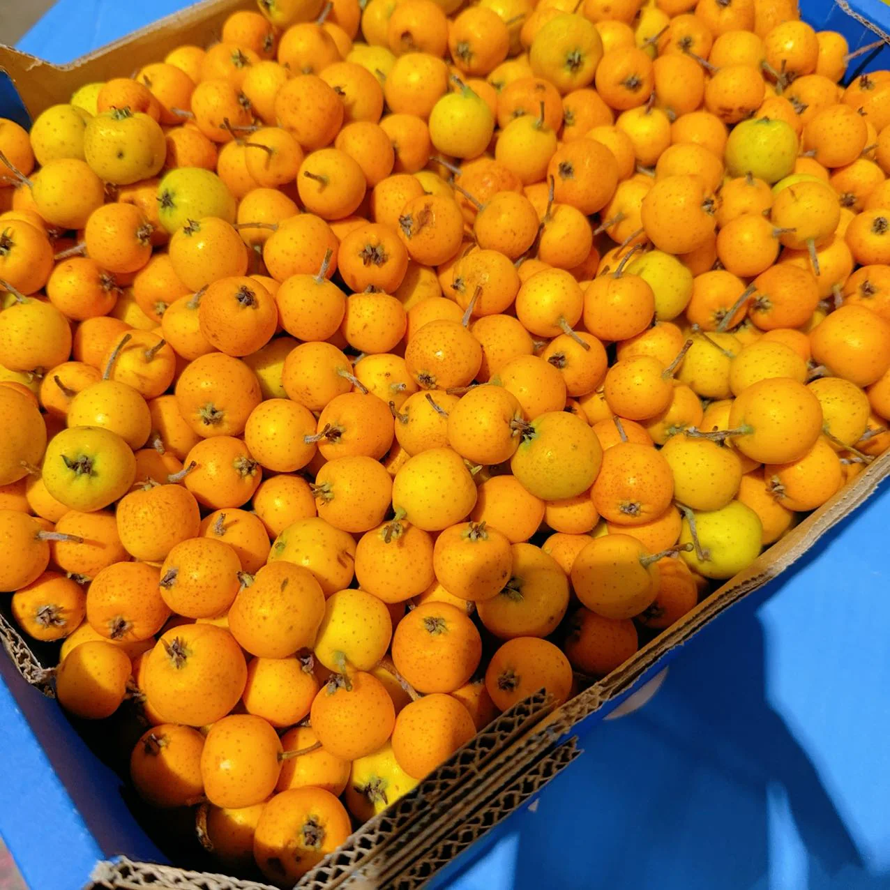 Rare Yellow Sand Pears - 300g - Image 2
