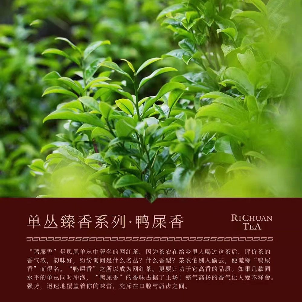 Richuan Phoenix Dancong Duck Shit Aroma Oolong Tea - 125g - Image 2