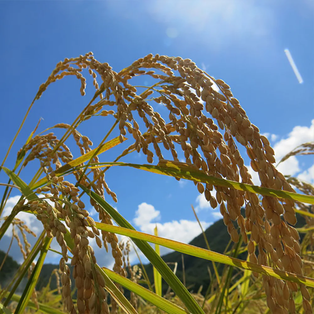 Shinmei Specially Cultivated Rice from Miyagi Prefecture - 2kg - Image 4
