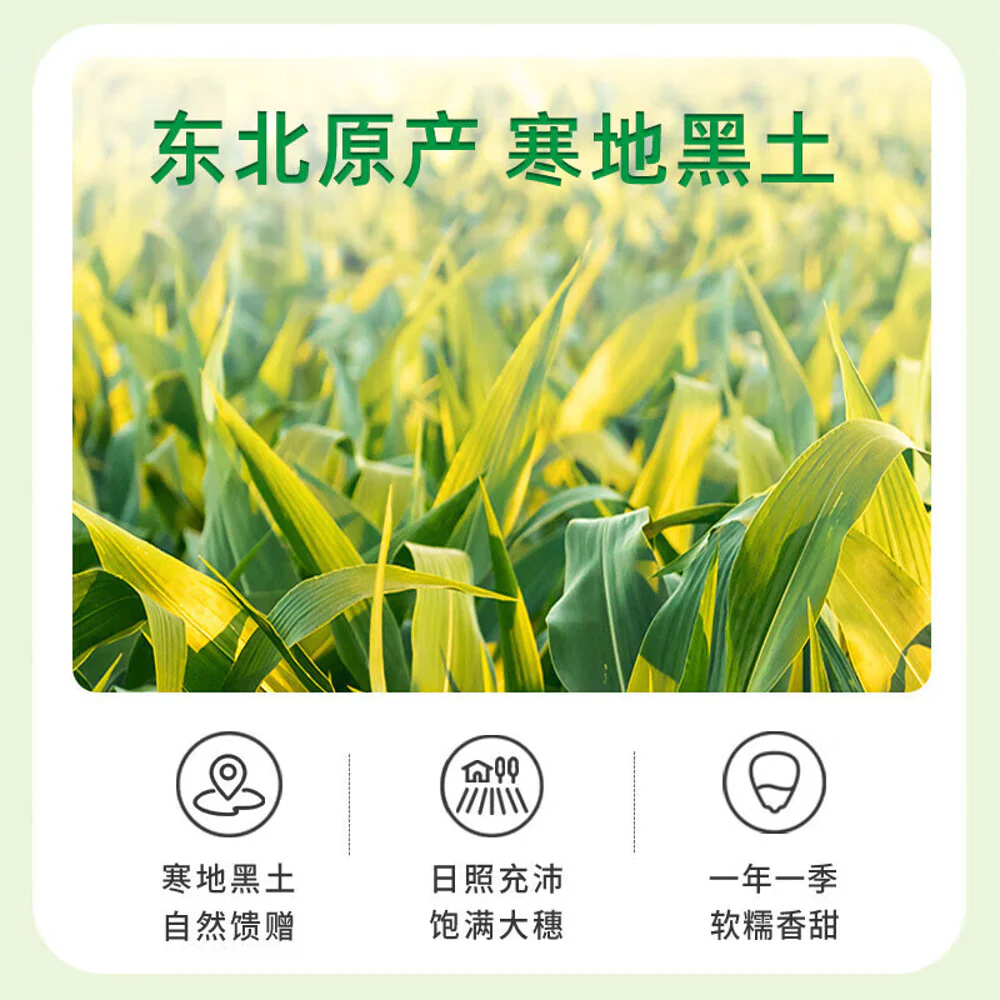 October Rice Field White Glutinous Corn on the Cob 2.08kg (8 x 260g) – Ready-to-Eat, Vacuum-Packed - Image 3