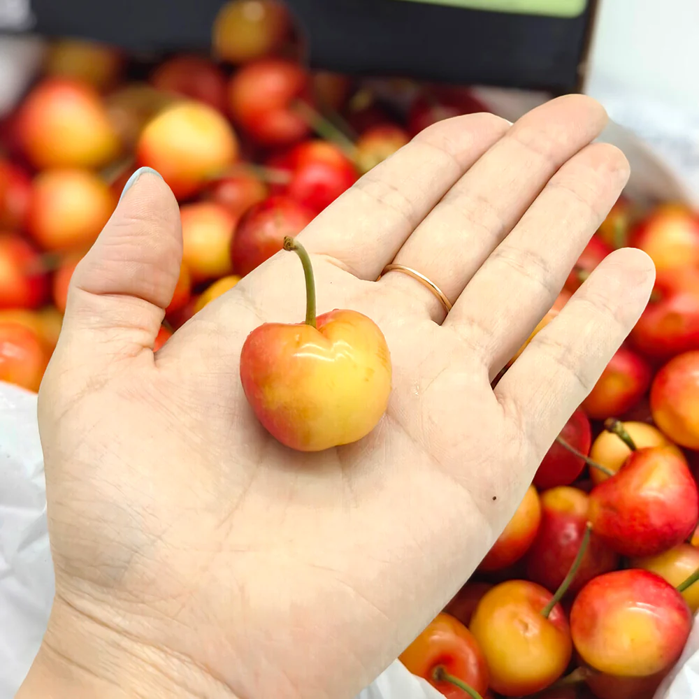Skylar Rae White Cherries Gift Box - 28-30mm, 2kg - Image 4