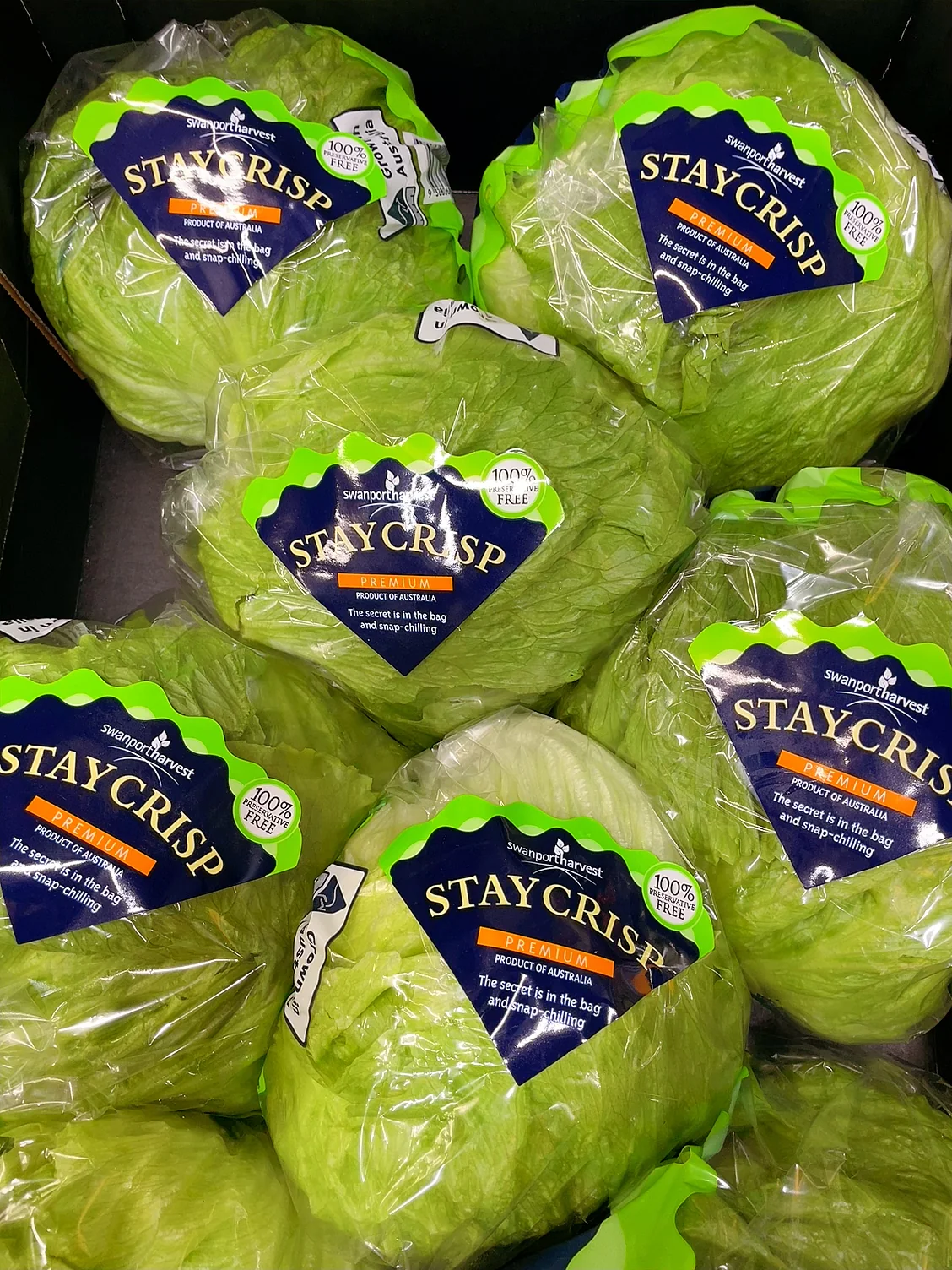 Swanport Harvest StayCrisp Premium Lettuce - 1 Piece