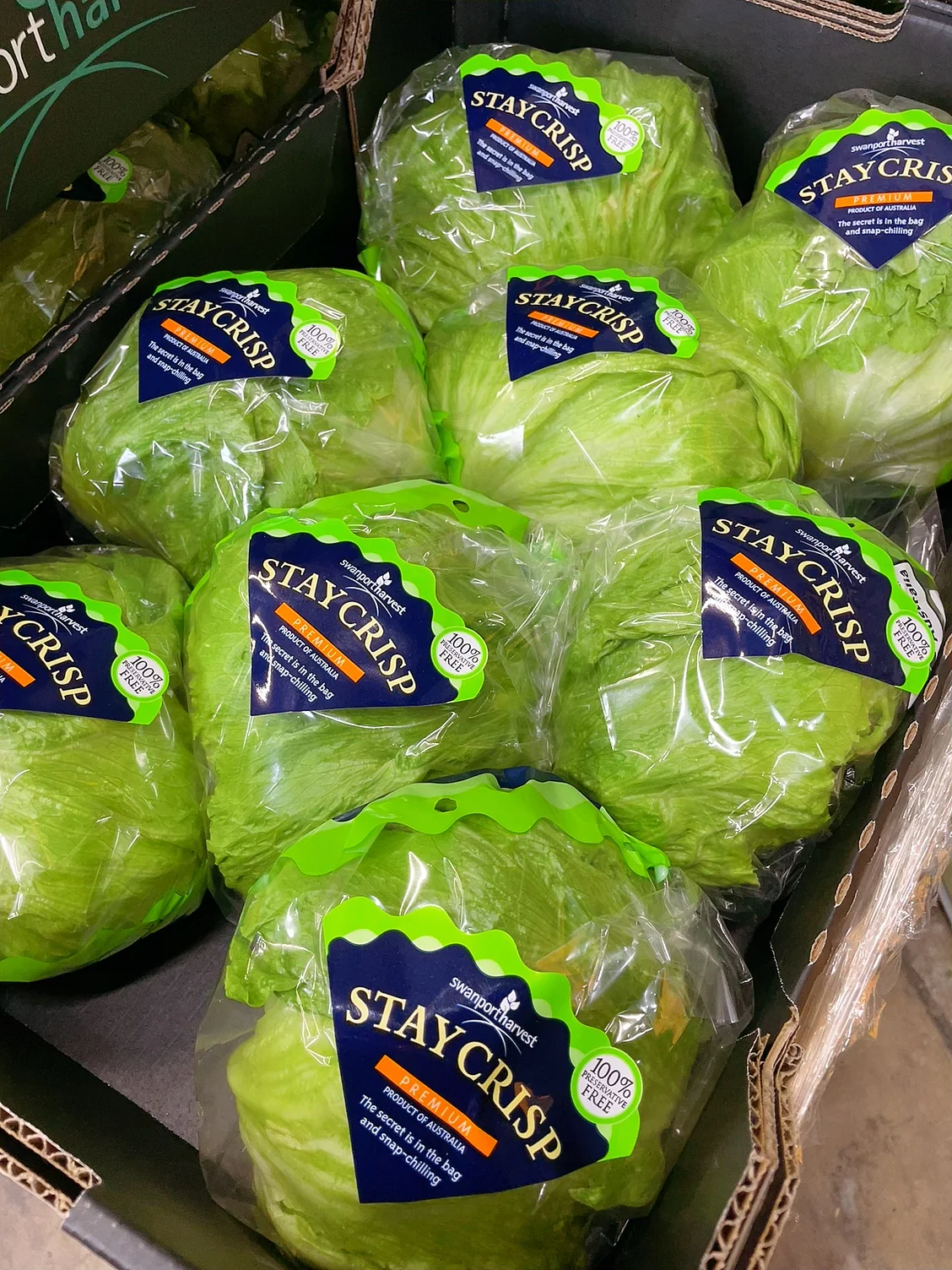 Swanport Harvest StayCrisp Premium Lettuce - 1 Piece - Image 3