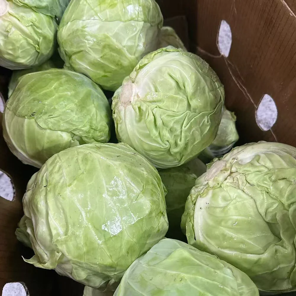 Sweet Baby Cabbage - 1 Head - Image 2