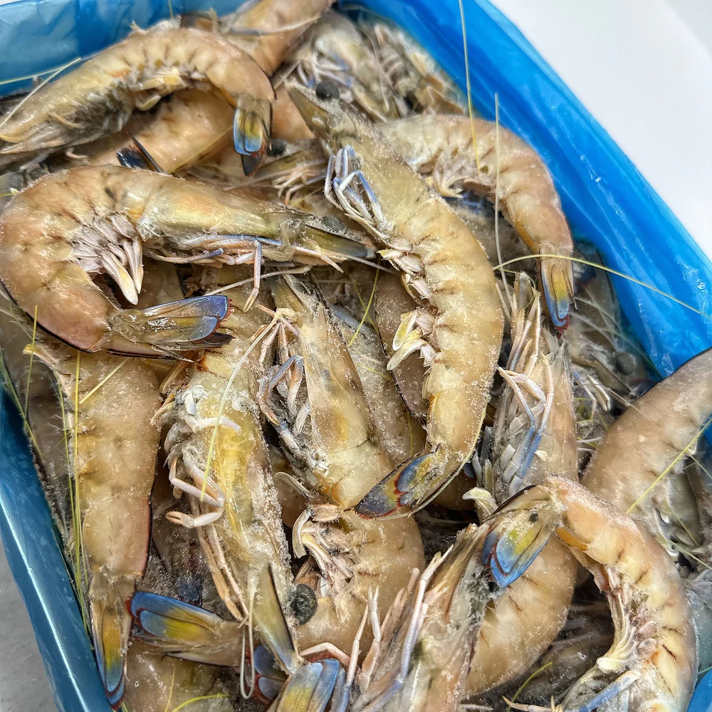 Tarni Brand Frozen Whole Prawns U20 Sashimi Grade - 3kg Box - Image 2