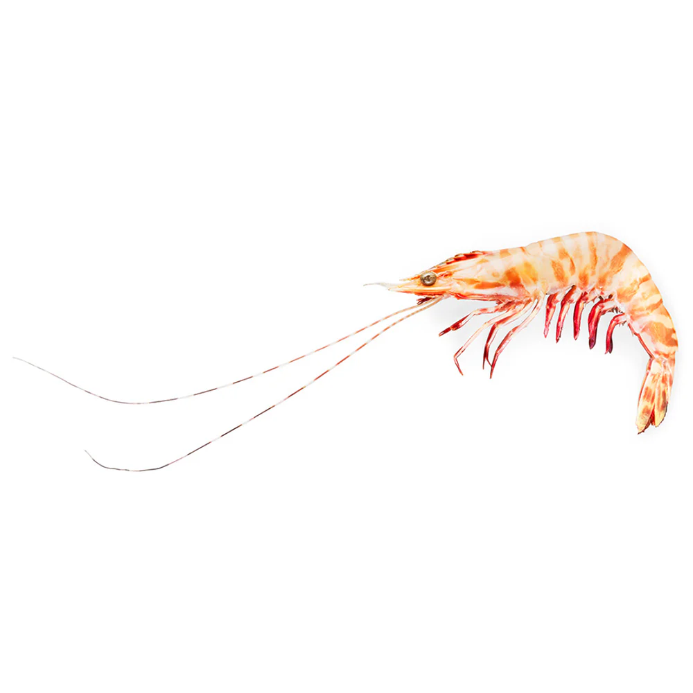 Tarni Brand Sashimi Grade Raw Brown Tiger Prawns Size 16/20 - 3kg - Image 3