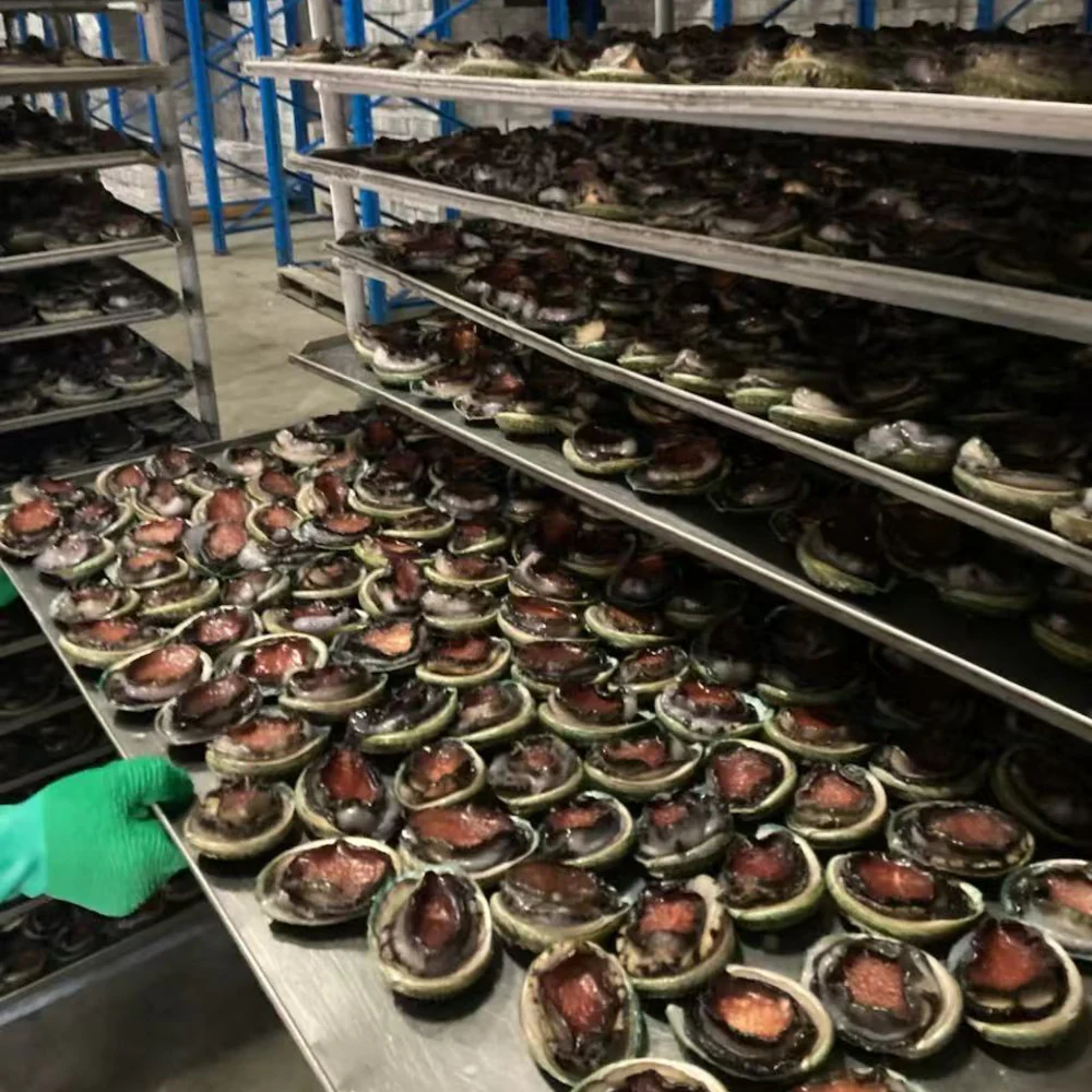 Tas Custom Frozen Black Gold Abalone 8-10 Pieces - 1kg - Image 2