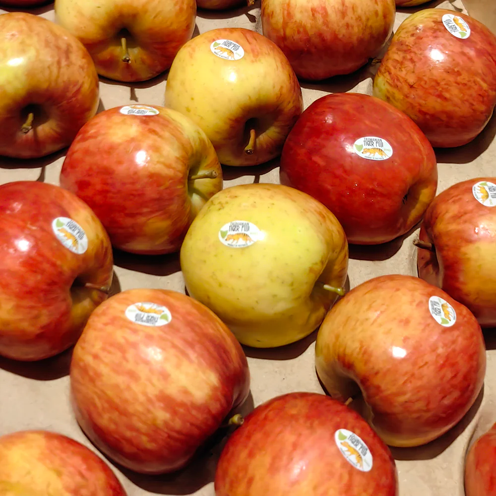 Tasmanian Tiger Fuji Apples - 1kg - Image 3