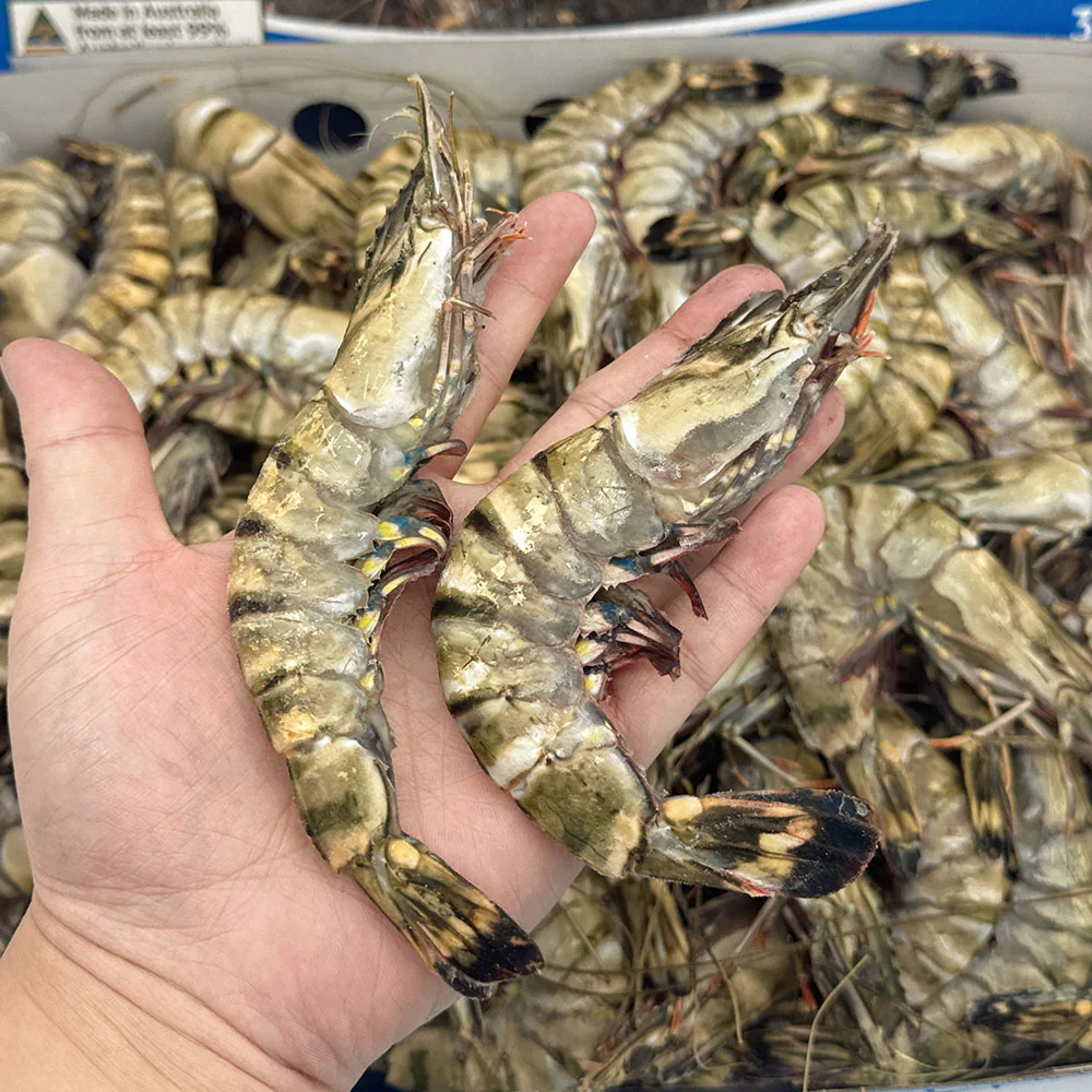 Tassal Frozen Australian Raw Black Tiger Prawns XL Size10/15 3kg - Image 3