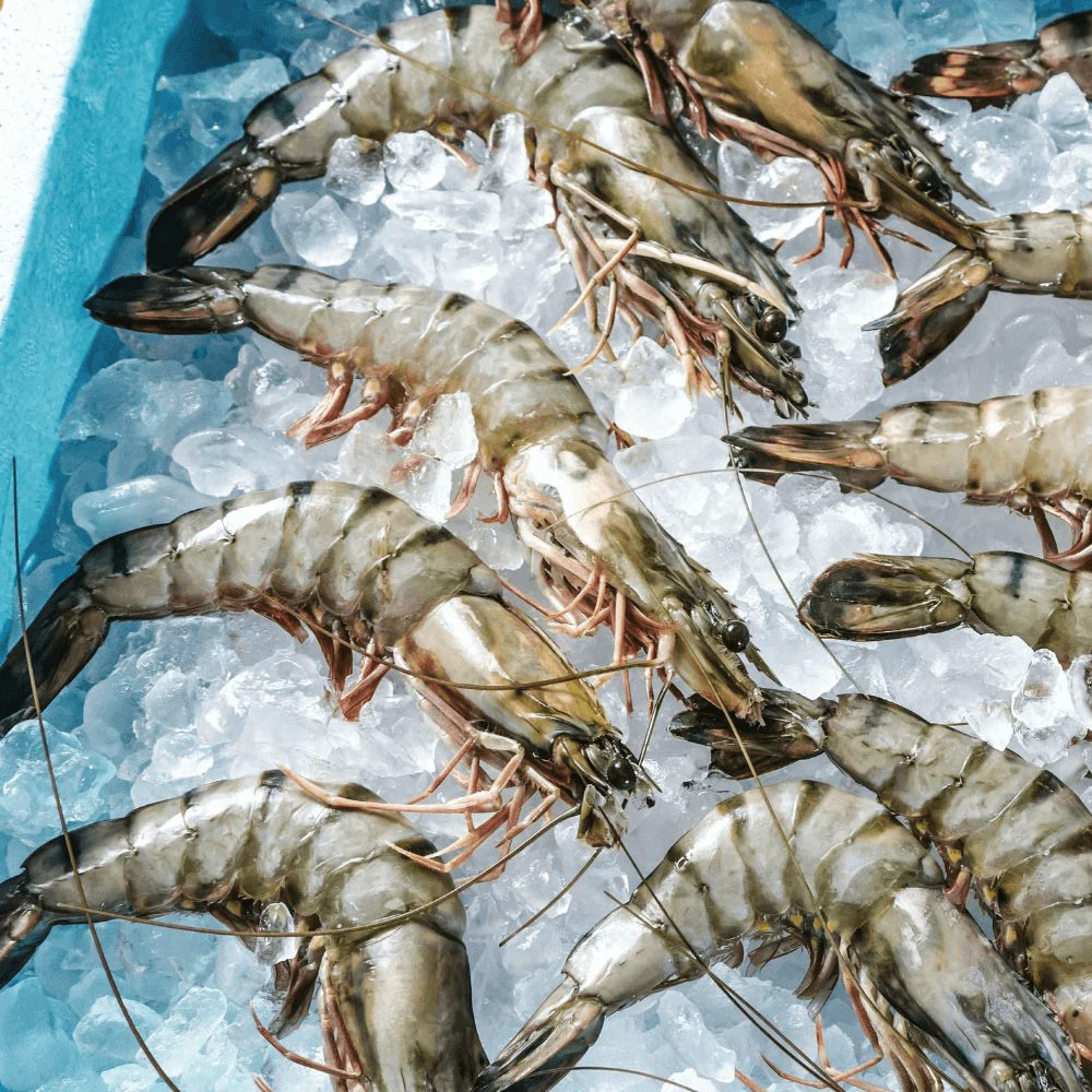 Tassal Raw Frozen Australian Black Tiger Prawns Medium Size 21/30 500g