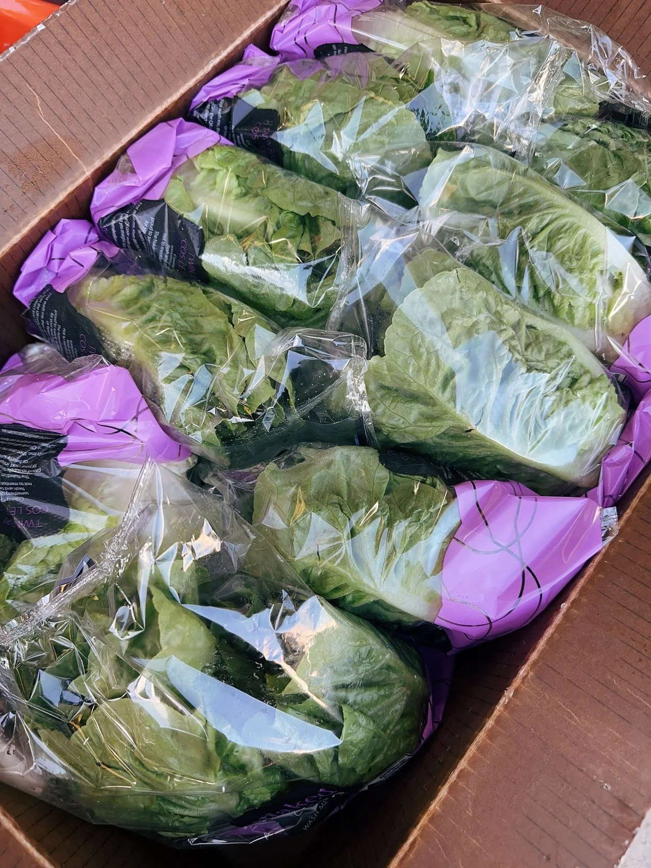 The Naked Lettuce Twin Baby Cos Lettuce - 2 Pieces - Image 2