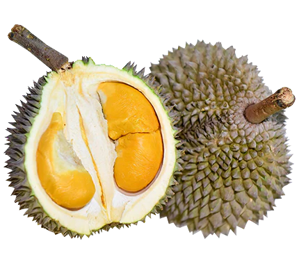 D13 Zhuque 'Little Black Thorn' Golden Pillow Durian - 2kg Each