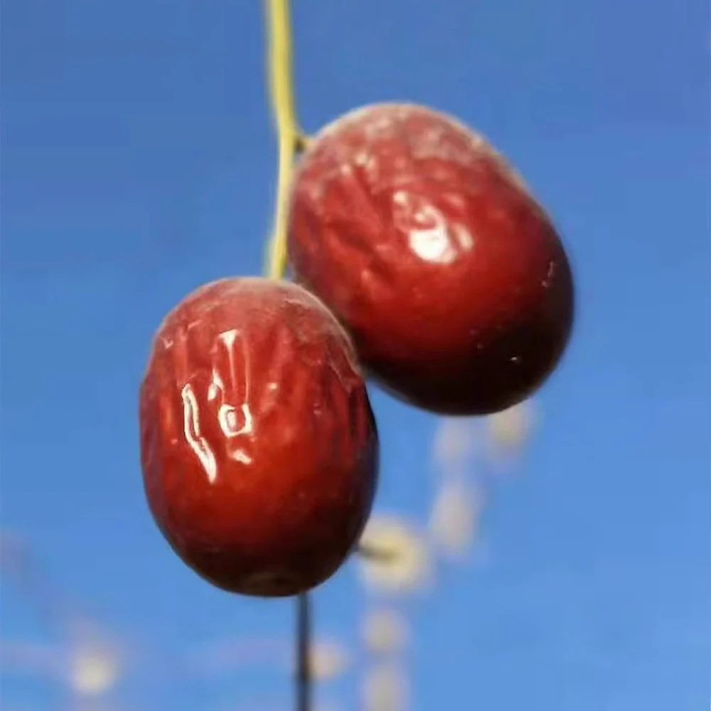 Weihan Pitted Grey Dates - 125g - Image 4