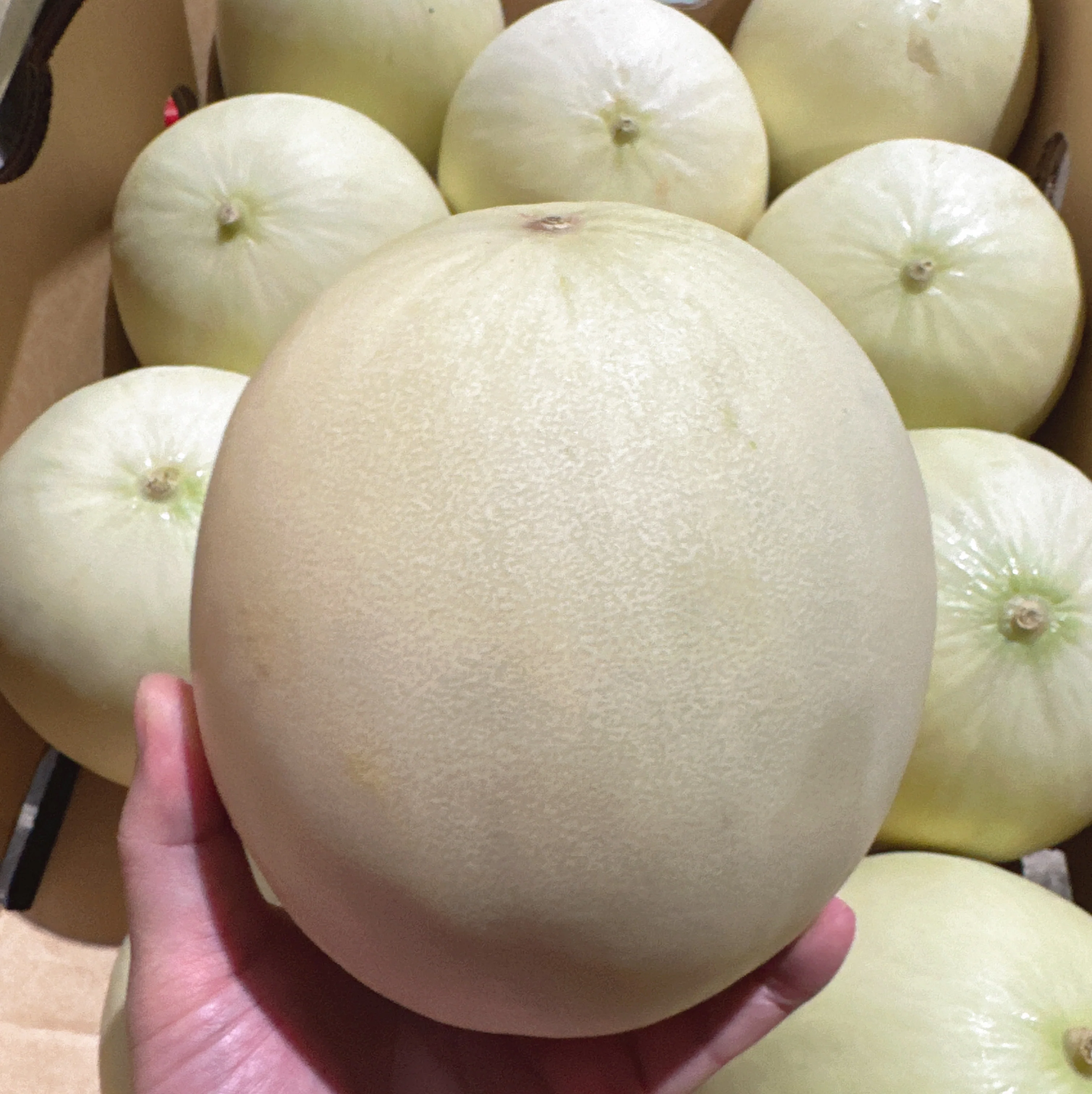 White Honeydew Melon - 1 Piece, 1.8kg+ - Image 2