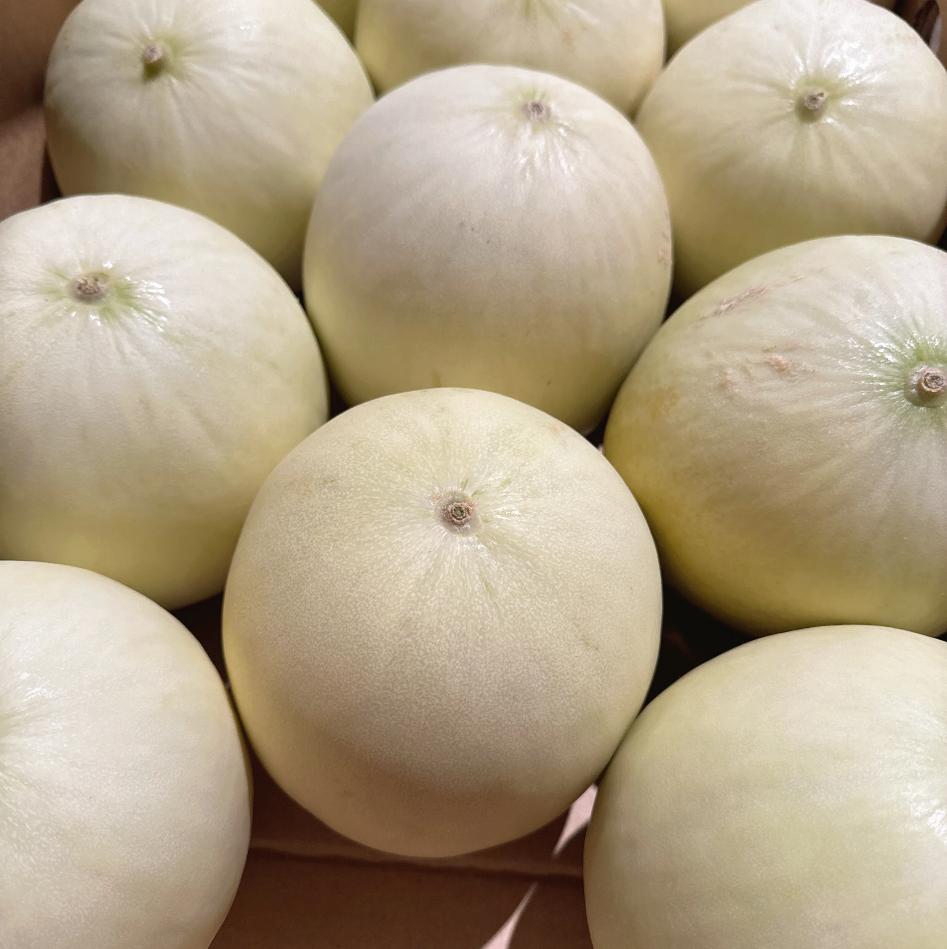 White Honeydew Melon - 1 Piece, 1.8kg+ - Image 3