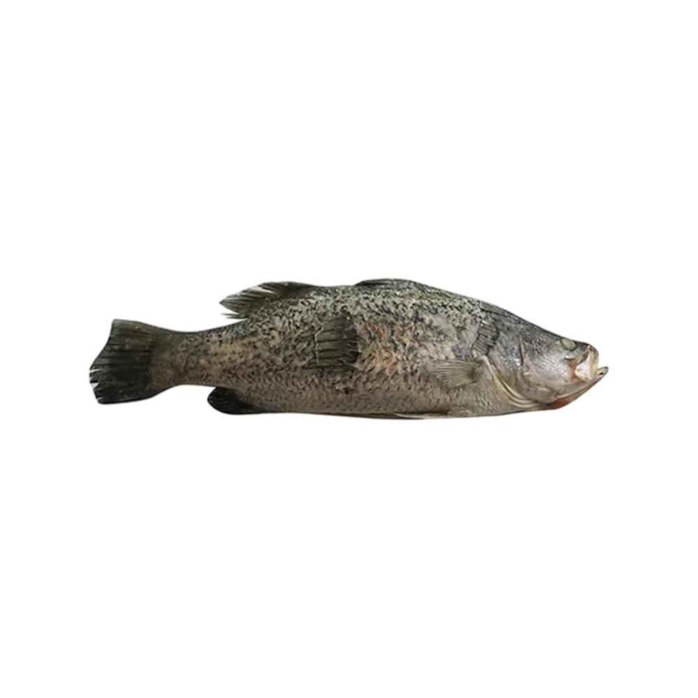 Whole Barramundi (Scaled & Gutted) - 600g - Image 2