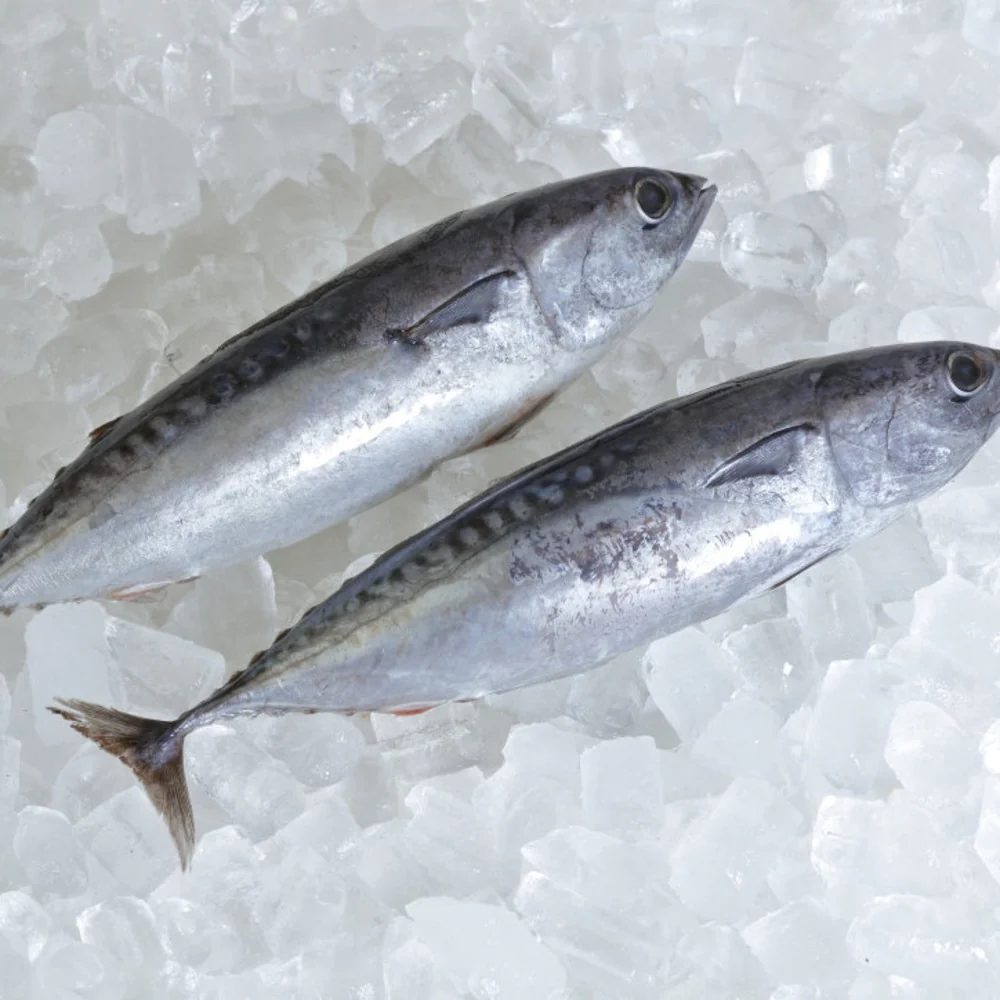 Wild-Caught Whole Frigate Tuna – Frozen 1kg