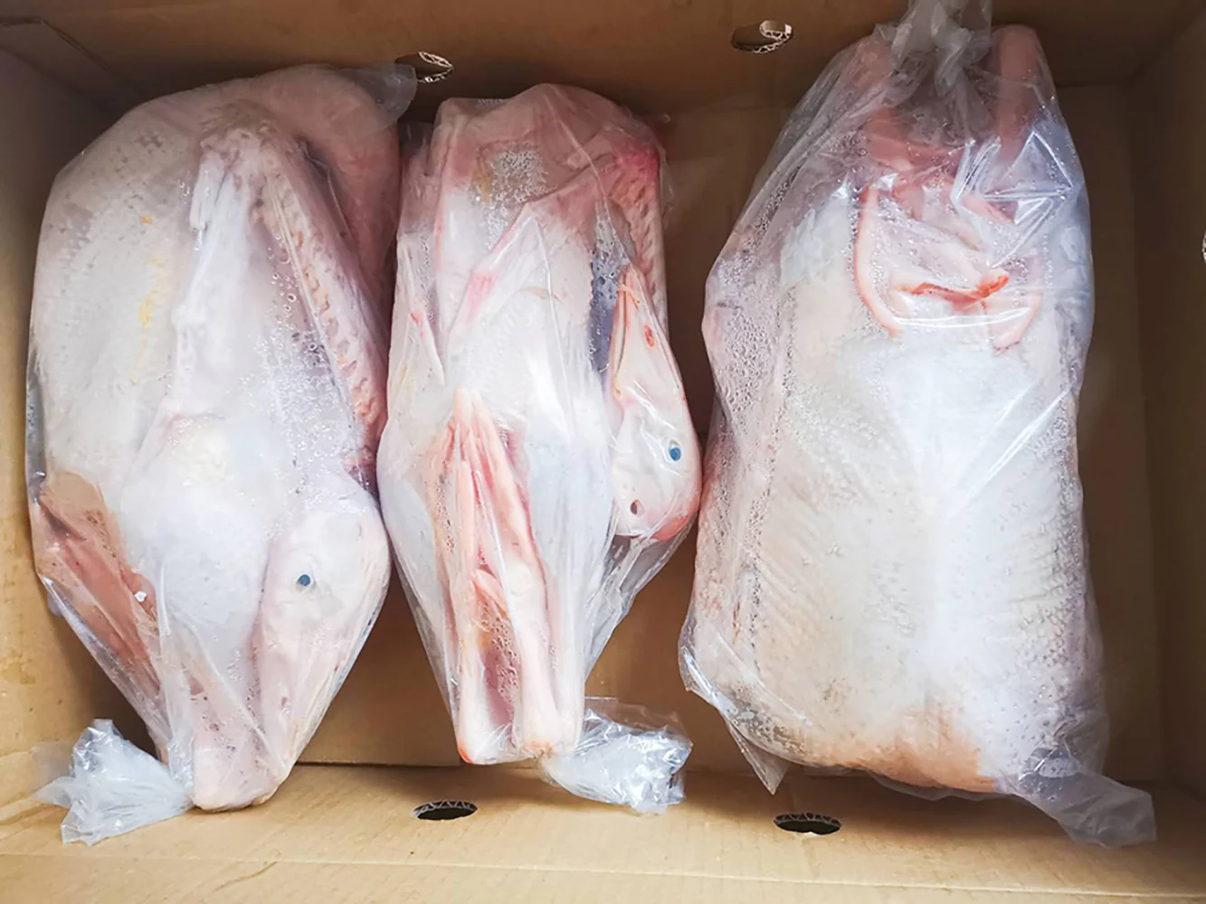 Wonderwander Frozen Free-Range Goose - 1.5kg (Includes Free-Range Pigeon - 250g)
