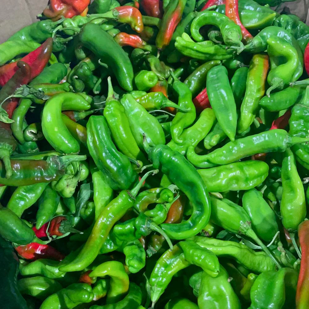 Xinjiang Chili Peppers - 500g - Image 2