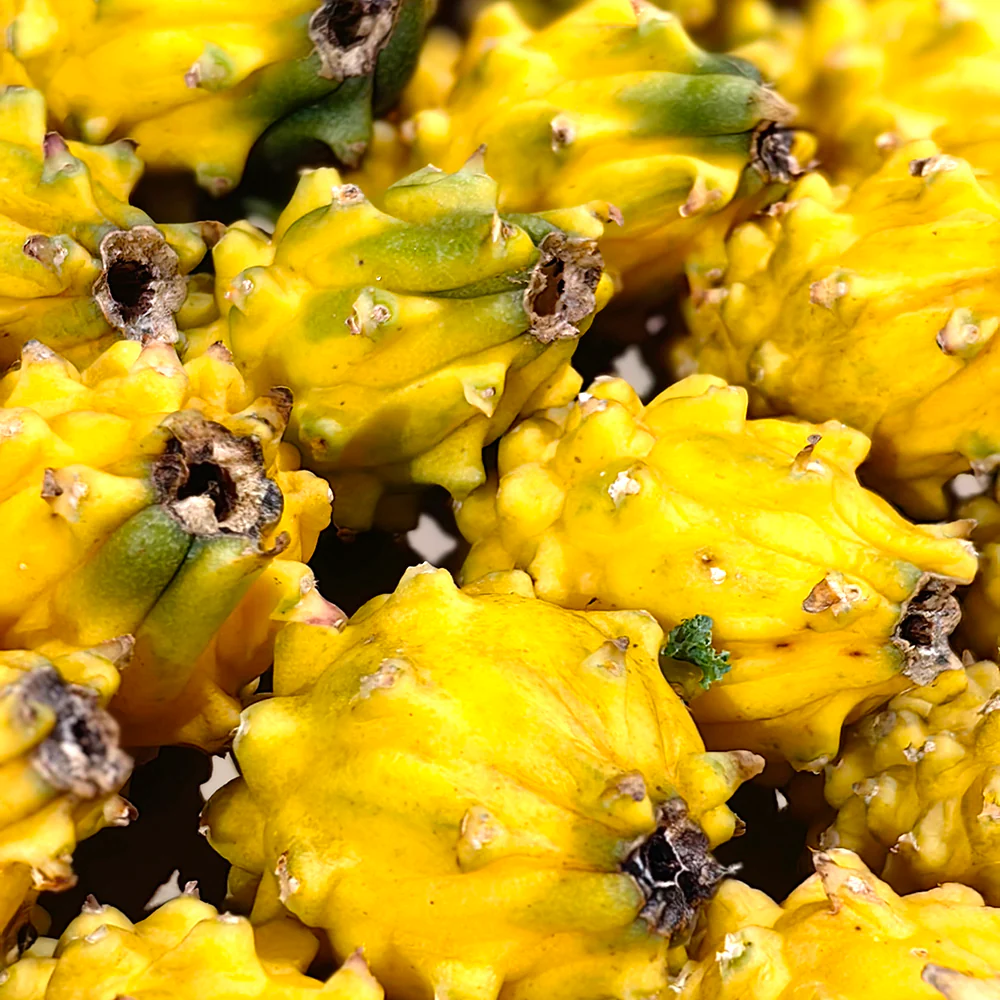 Yellow Dragon Fruit (Pitaya) - Medium, 2 Pieces