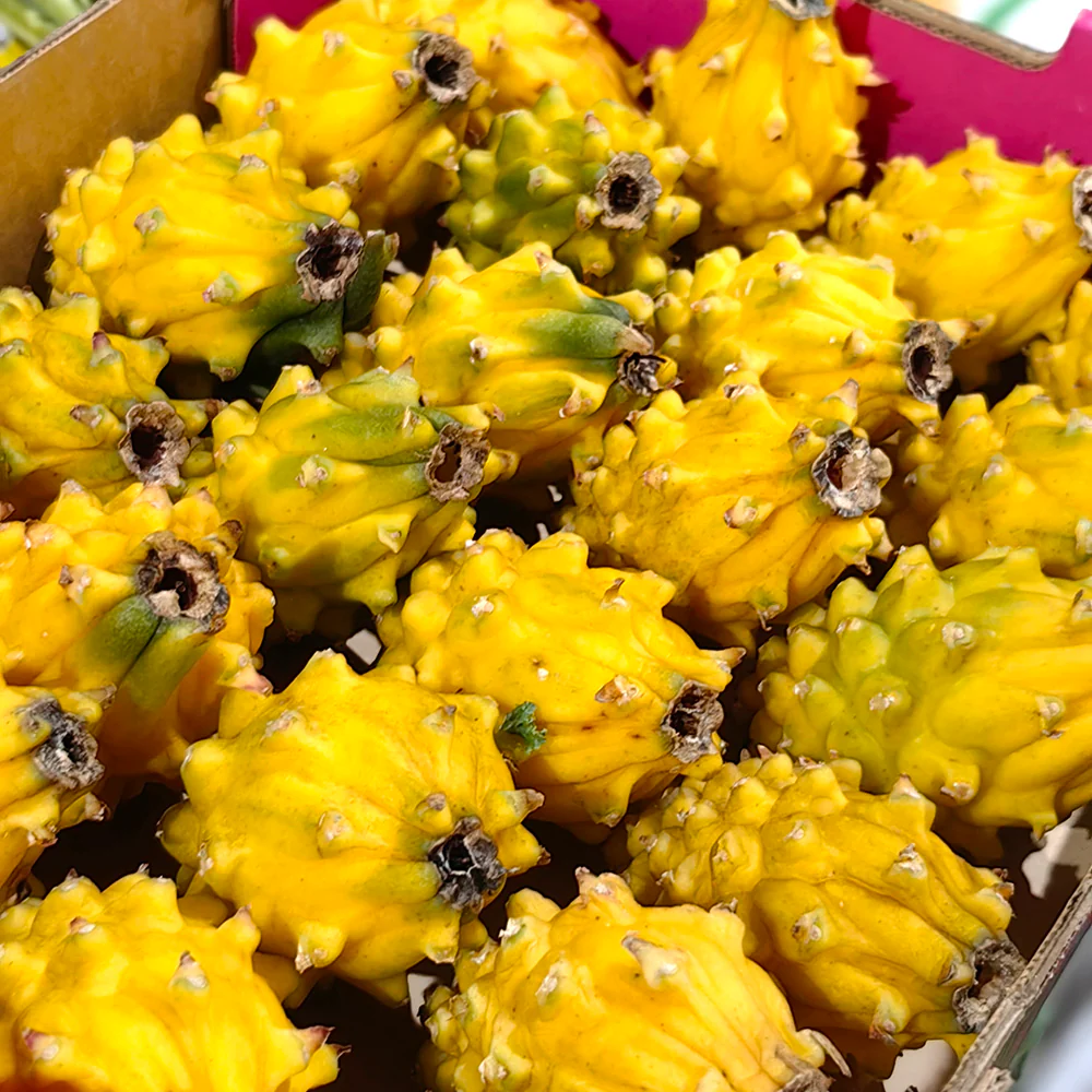 Yellow Dragon Fruit (Pitaya) - Medium, 2 Pieces - Image 2