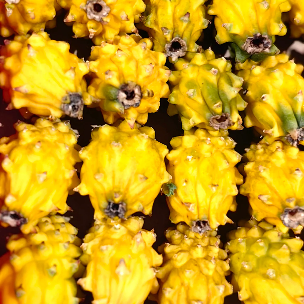 Yellow Dragon Fruit (Pitaya) - Medium, 2 Pieces - Image 3