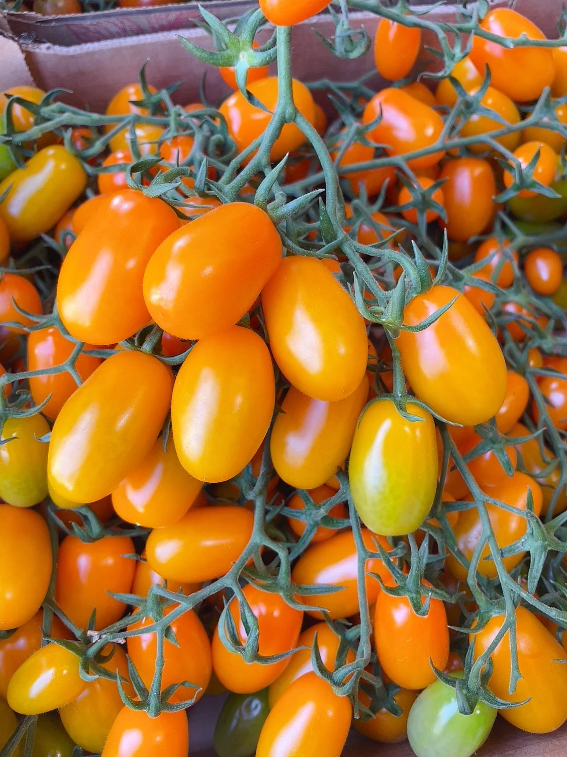 Yellow Vine Tomatoes - 500g - Image 2