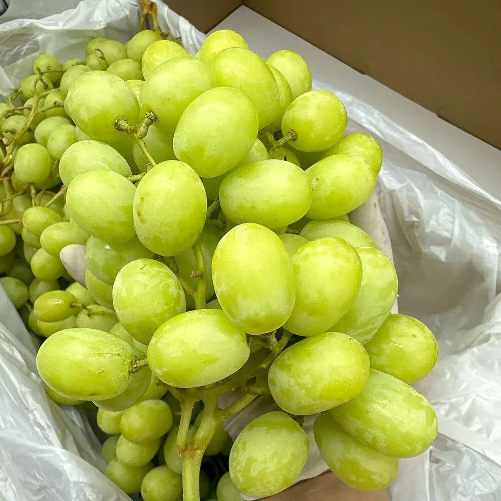 Yummy Grapes Sweet Globe Candy Grapes – Whole Carton 4.5kg - Image 2