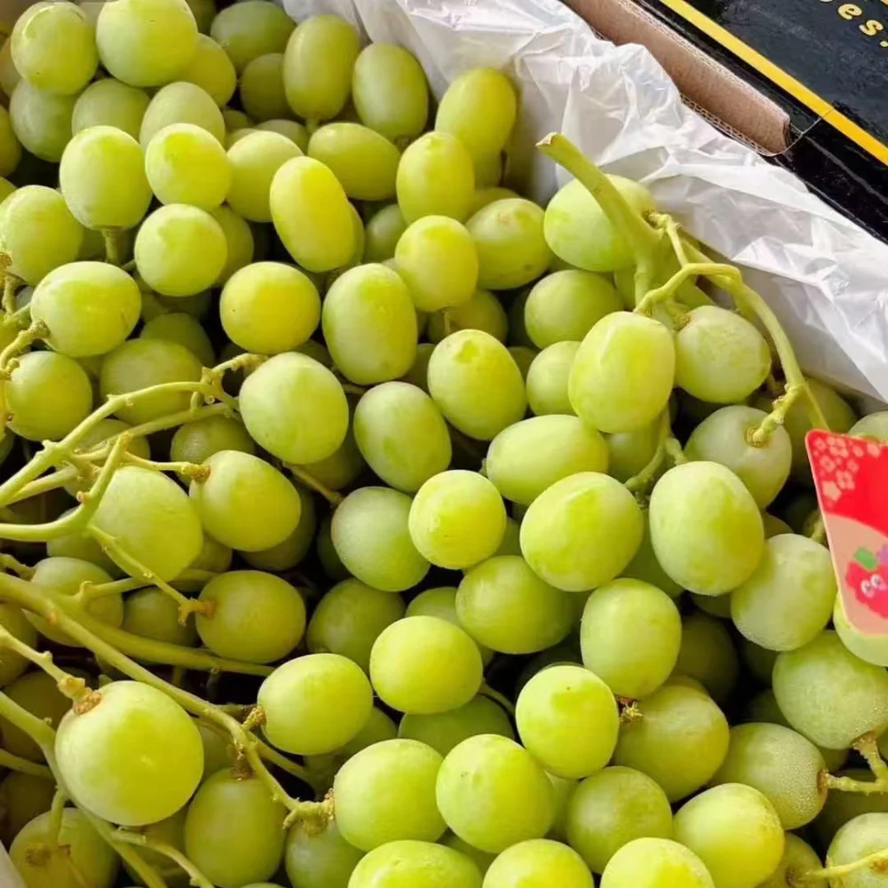Yummy Grapes Sweet Globe Candy Grapes – Whole Carton 4.5kg - Image 3